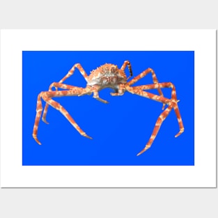 Photo of a Japanese Spider Crab Posters and Art